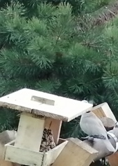 dig
