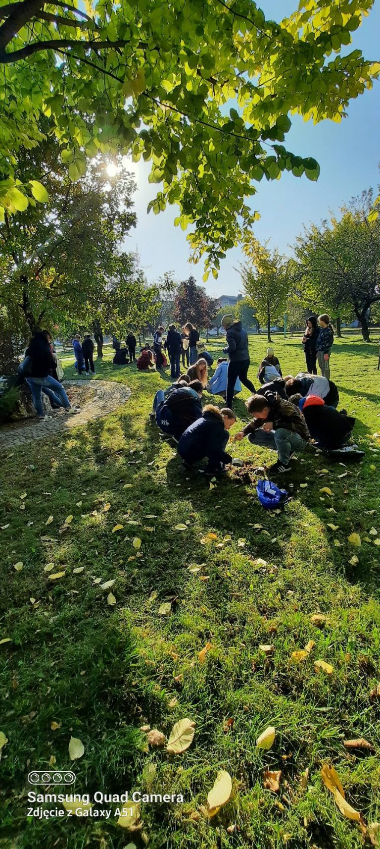 Święto pieczonego kartofla – sadzenie krokusów
